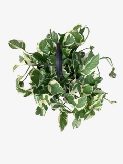 Pothus Joy - tienda online
