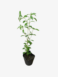 Stevia - comprar online