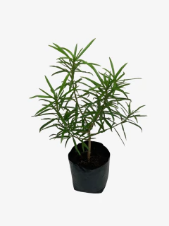 Thevetia Peruviana - tienda online