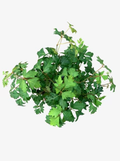 Cissus - comprar online