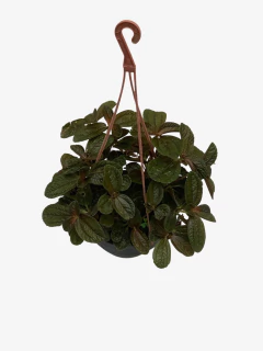 Pilea Repens Bronce en internet