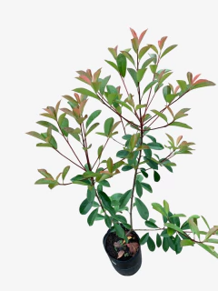 Photinia - tienda online