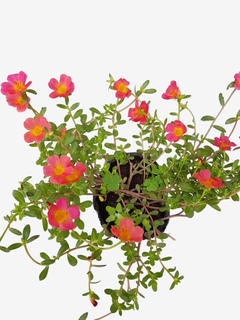 Portulaca grandiflora - tienda online