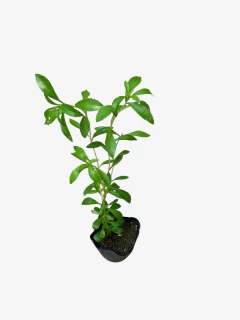 Stevia en internet