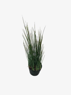 Junco Blue - comprar online