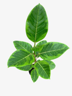 Imagen de Ficus Altissima