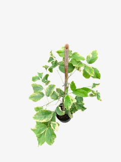 Limón Variegado con copa - comprar online