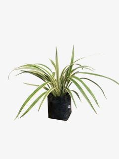 Dianella Tasmanica Variegata - tienda online