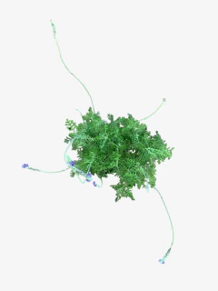 Lavanda Multifida - comprar online
