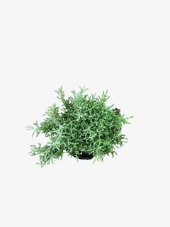 Santolina Chamaecyparissus - comprar online