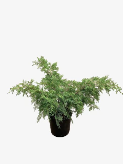 Juniperus Old Gold