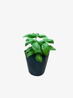 Albahaca - VallsGarden
