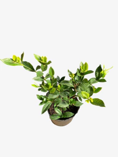 Jazmin Kimura - VallsGarden