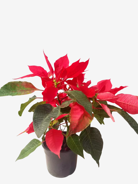 Euphorbia Estrella Federal - comprar online
