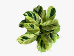 Calathea Yellow Fussion en internet