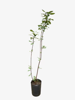 Manzano de Flor - tienda online