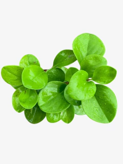Peperomia Gold - comprar online