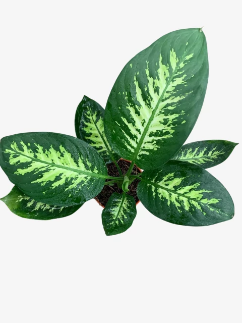 Diefenbachia Tropic - comprar online