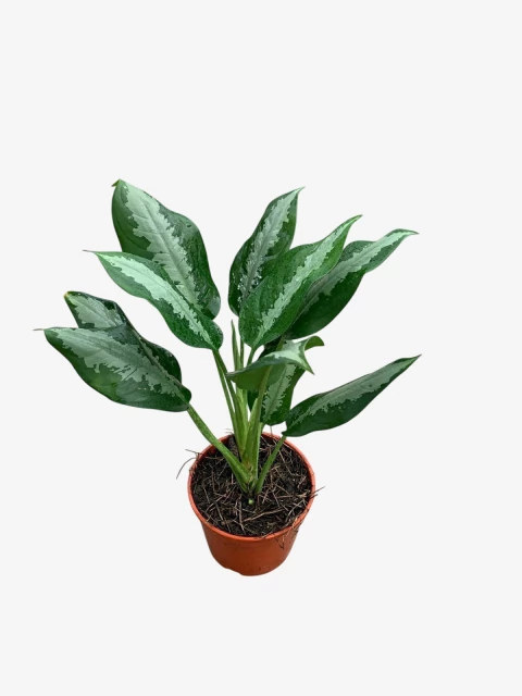 Aglonema Pattaya - comprar online