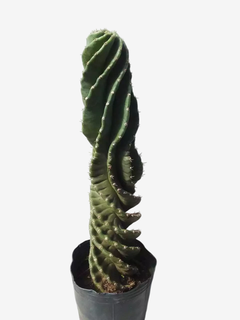 Cactus espiralado - comprar online