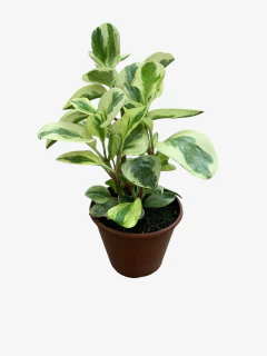 Peperomia variegada - VallsGarden