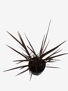 Phormium Atropurpurea Nana (formio) en internet
