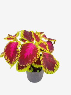 Coleus Común en internet