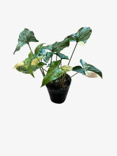 Singonium Marmolado - VallsGarden