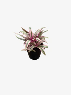Tradescantia Citara - comprar online
