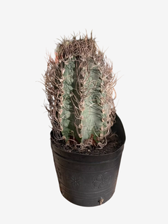 Cactus Capricorne - comprar online