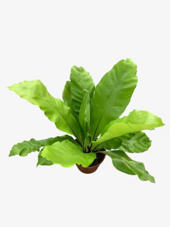 Asplenium en internet