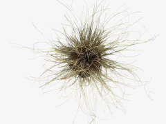 Carex Bronzinia - tienda online