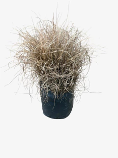 Melinis Repens - comprar online