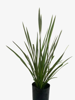 Phormium Tenax Viridis (formio) - comprar online