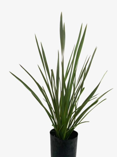 Formio Verde - comprar online