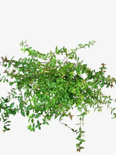 Abelia Grandiflora Compacta - tienda online