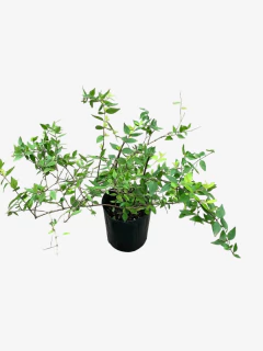Abelia Grandiflora - VallsGarden
