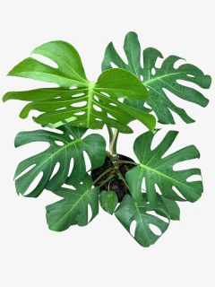 Monstera - comprar online