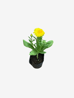 Calendula - comprar online