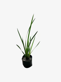 Sisyrinchium Glauca en internet