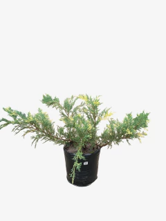 Juniperus V. Aurea - comprar online