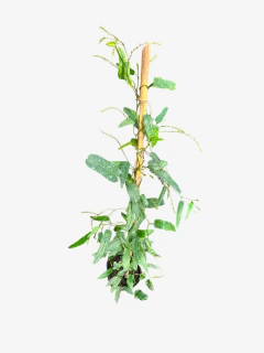 Handerbergia - VallsGarden