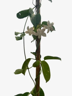 Jazmin De Madagascar - comprar online