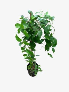 Pyrostegia Venusta - VallsGarden
