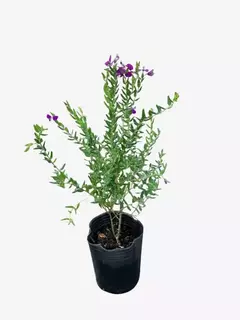 Polygala Myrtifolia Grandiflora en internet