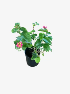 Lantana Camara - tienda online