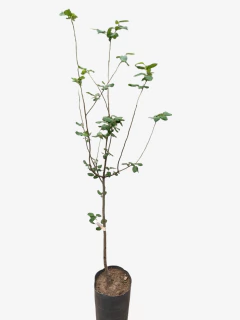 Membrillo Inj. 2A. en internet