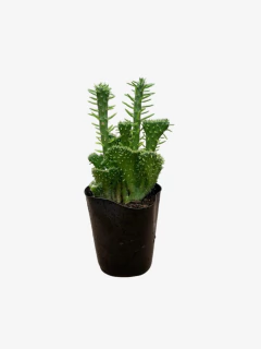Crassula Crestada - VallsGarden