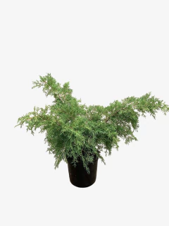 Juniperus Old Gold - VallsGarden