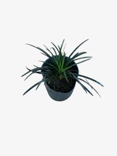 Ophiopogon japonicus nigra(pasto ingles) - comprar online